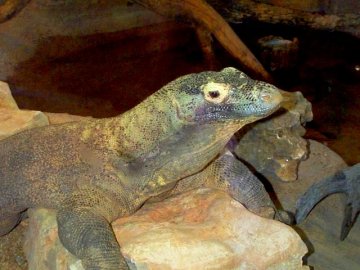 {komodo monitor}