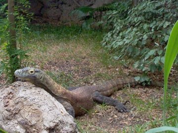 {komodo monitor}