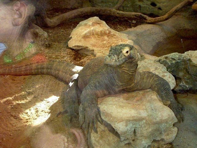 {komodo monitor}