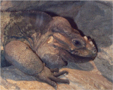 Rhinoceros Iguana