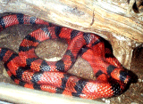 Honduran Milk Snake