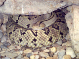 NW Neotropical Rattler