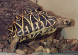 Star Tortoise