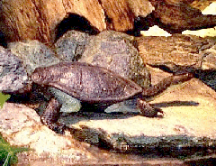 Snake-necked turtle