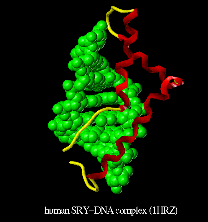 SRY:  Biomolecules Gallery