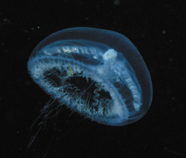 Jellyfish