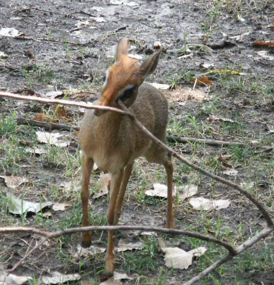 bongbuck.jpg (53911 bytes)