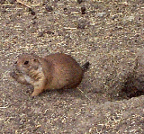prairie dog