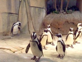 African penguin FWZ