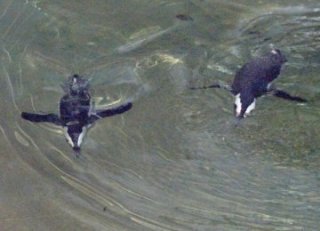 African penguin FWZ