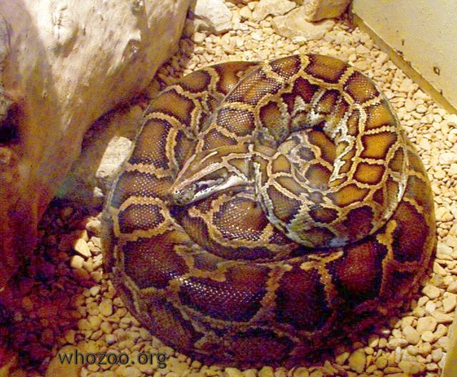 Burmese python at the Fort Worth Zoo