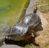 {turtles}