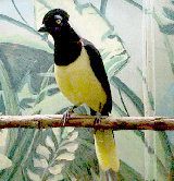 plush jay